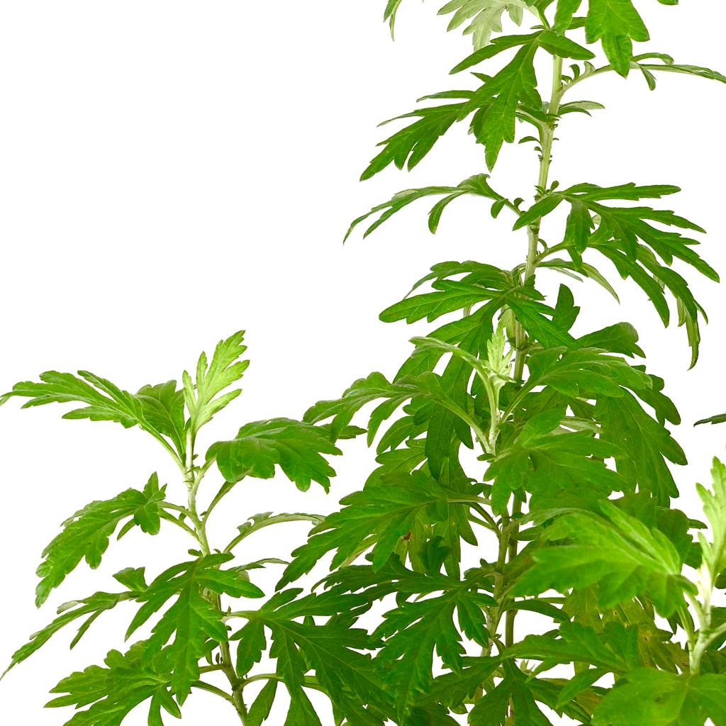 Mugwort ((ài cǎo)) $10