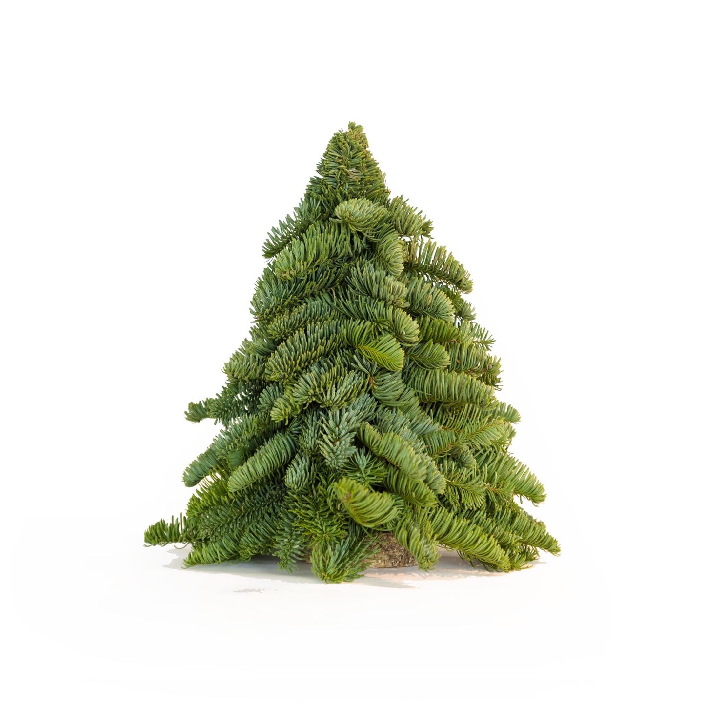 Tabletop Fresh Trees (~30cm Height)