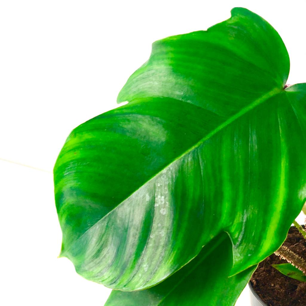 Philodendron squamiferum (1)$38