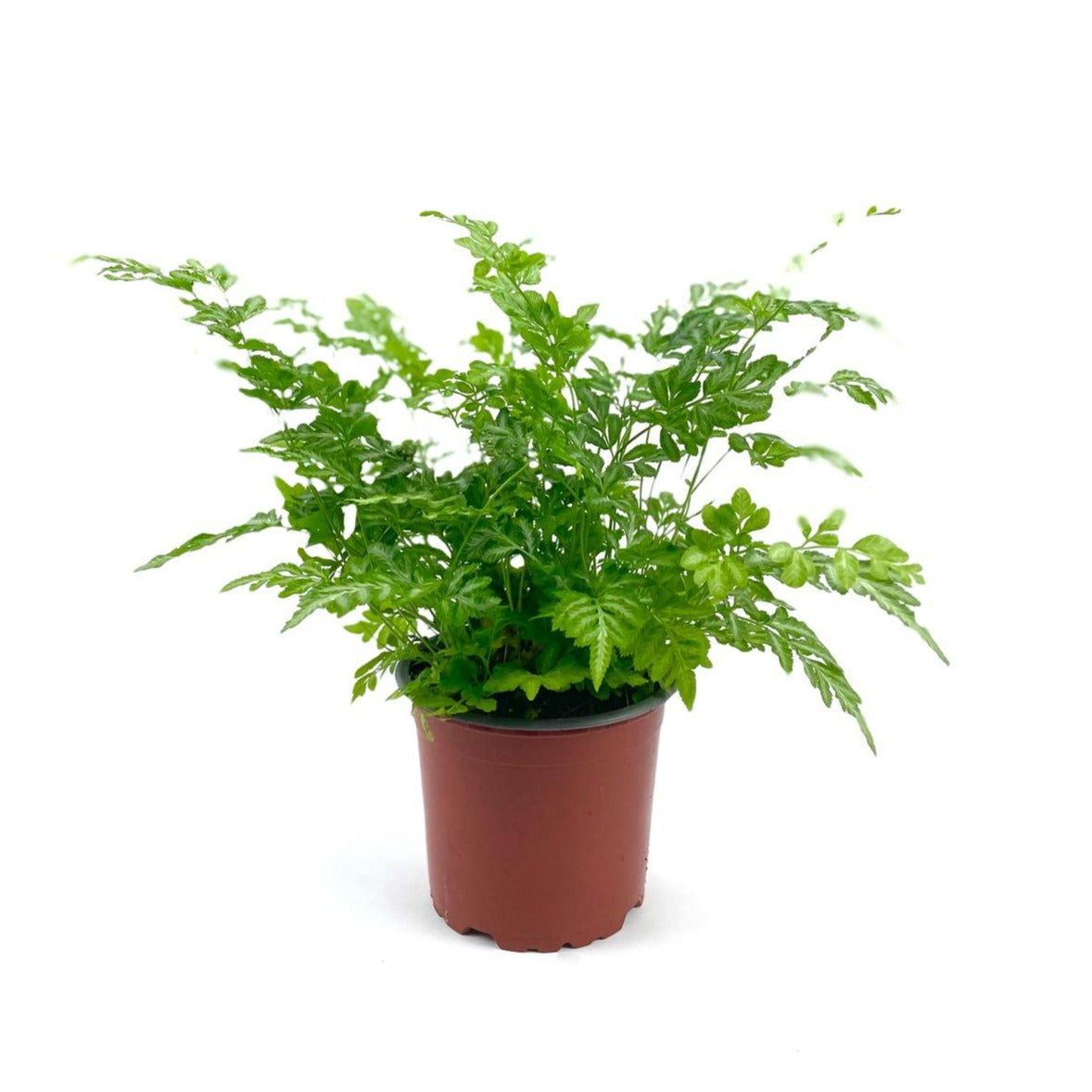 Pteris Fern $8