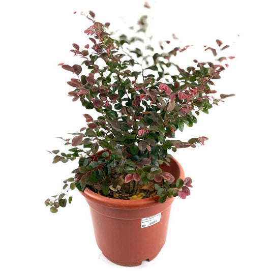 Loropetalum sp $28