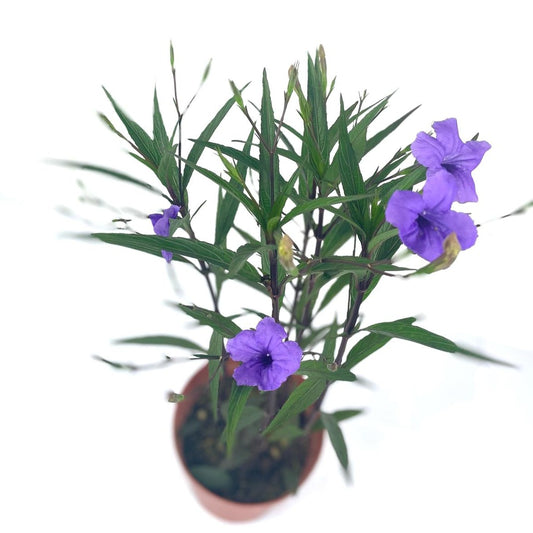 Ruellia (Purple) $15