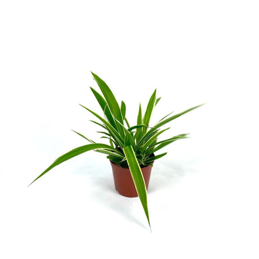 Spider Plant (S) $6