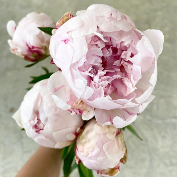 Sarah Bernhardt Peony