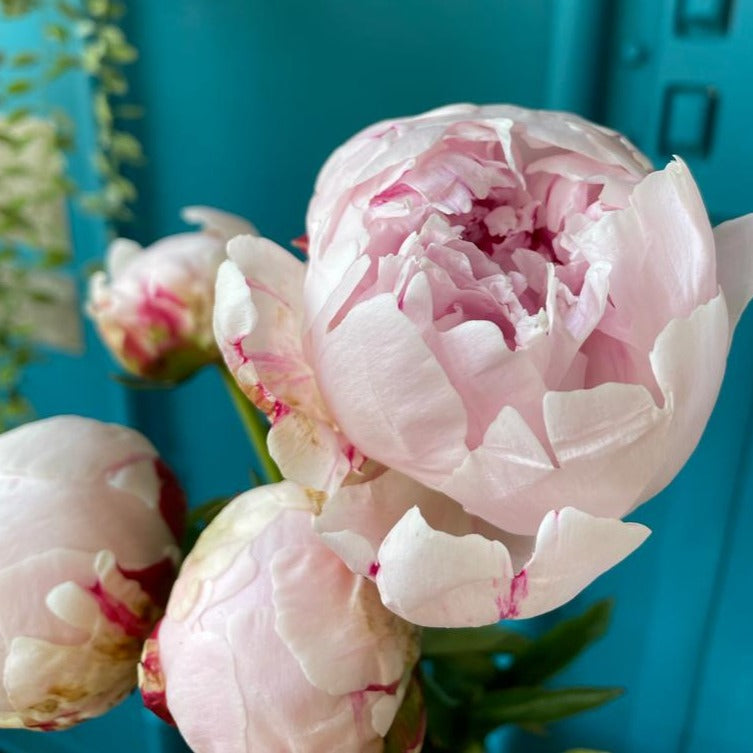 Sarah Bernhardt Peony