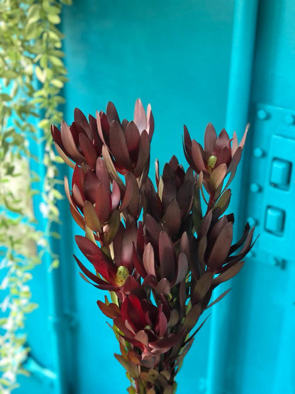 Leucadendron Safari Sunset