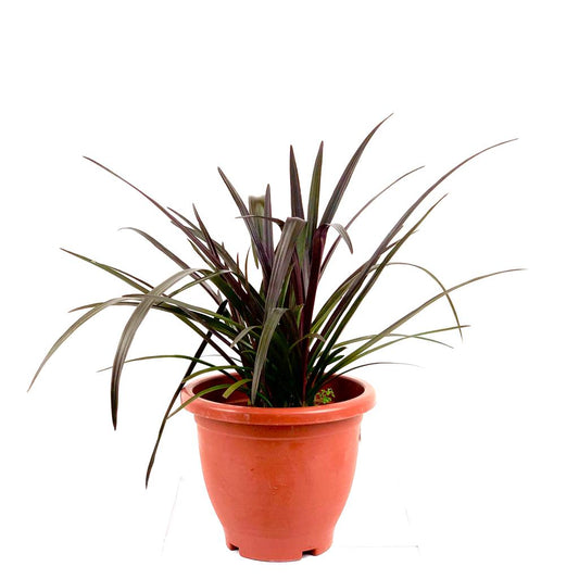 Crinum 'Menehune' (Herb) $18