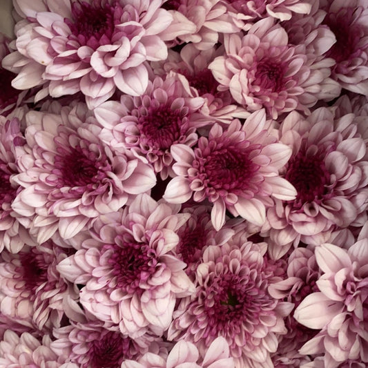 Two-toned Purple Button Pompoms $12