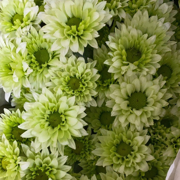 Green Pompoms (S) Blooms $10