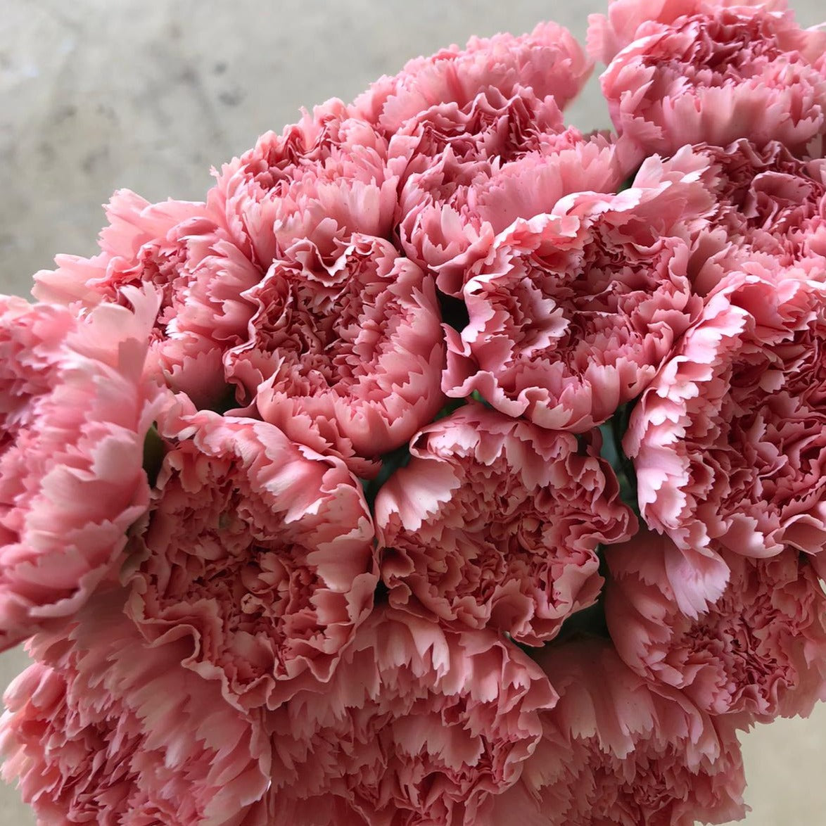 Pink Carnation $25