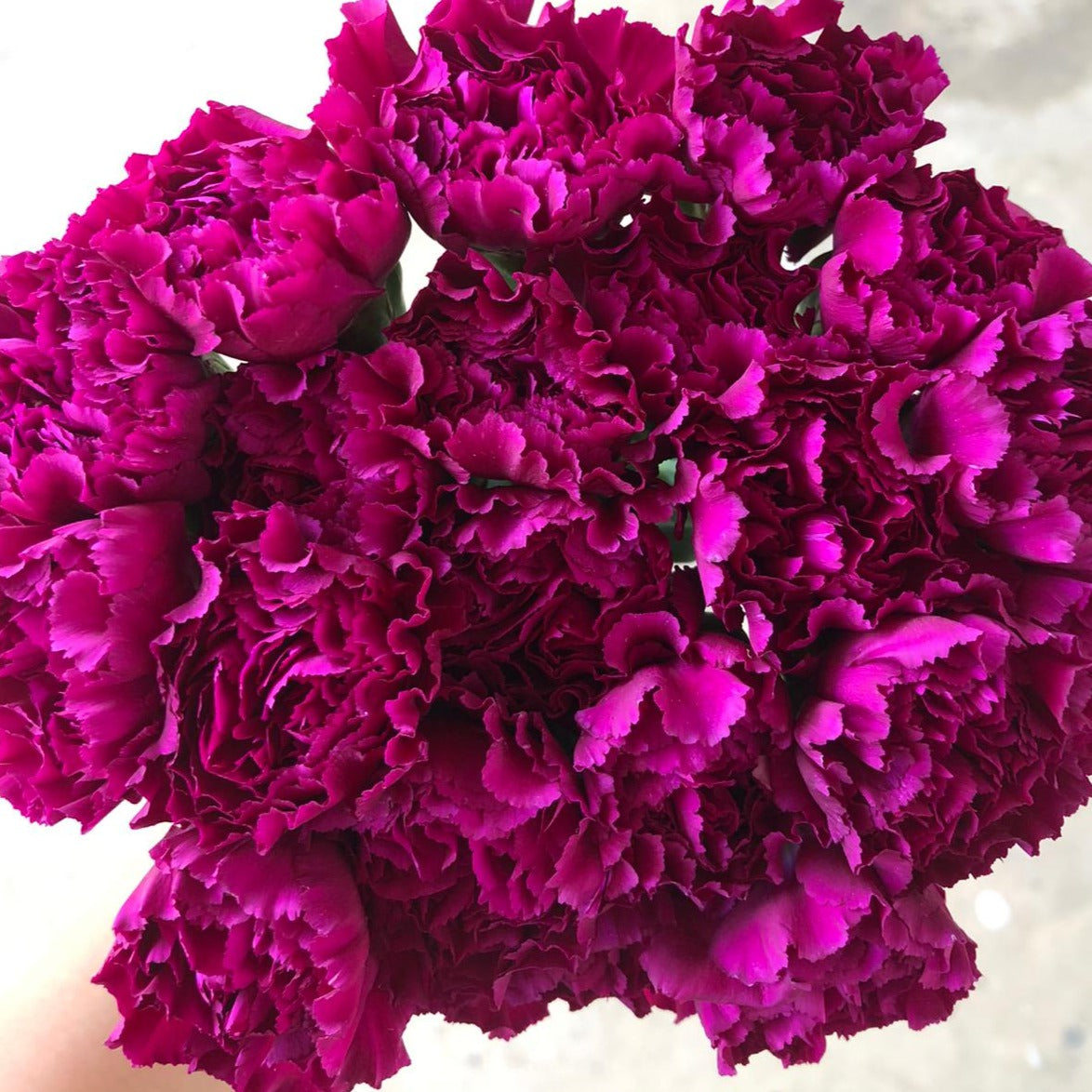 Purple Carnation $25