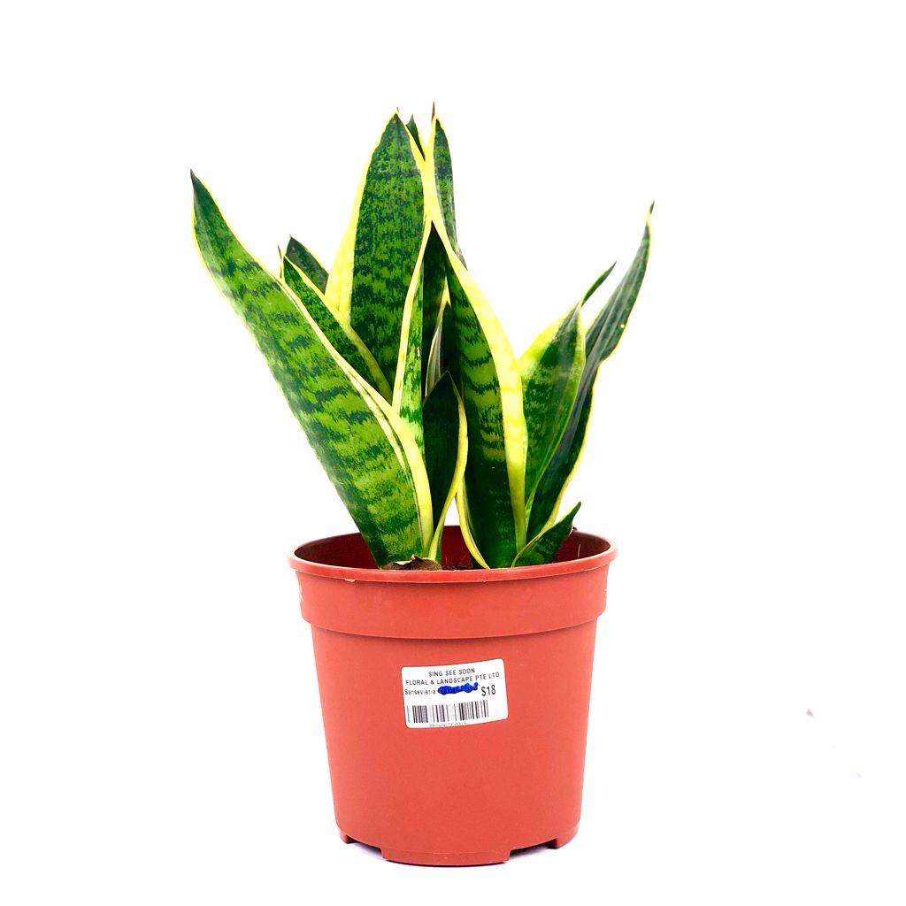 Sansevieria $18