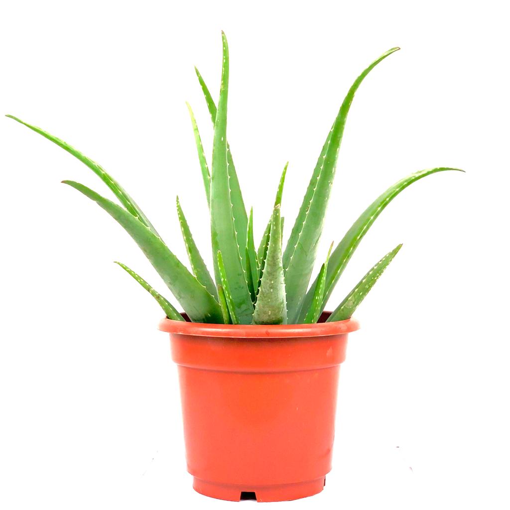 Aloe vera L $20