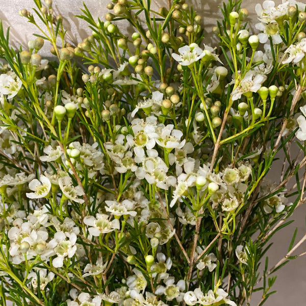 White Wax Flowers $28