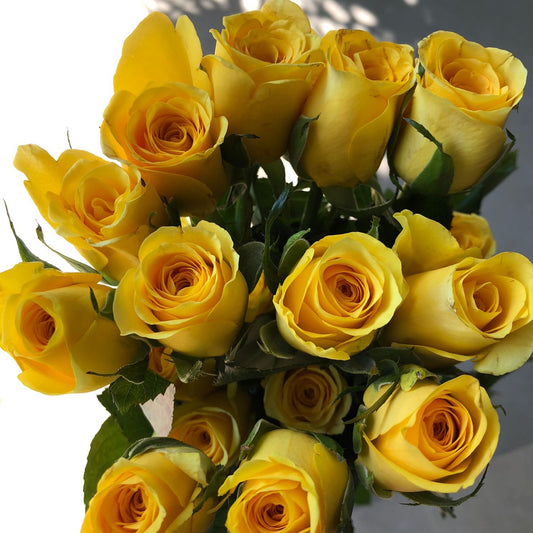 Yellow Roses