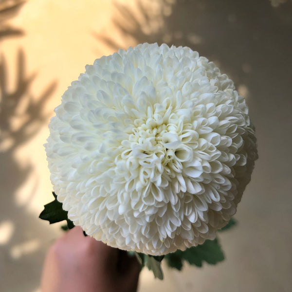 Chrysanthemum Ball