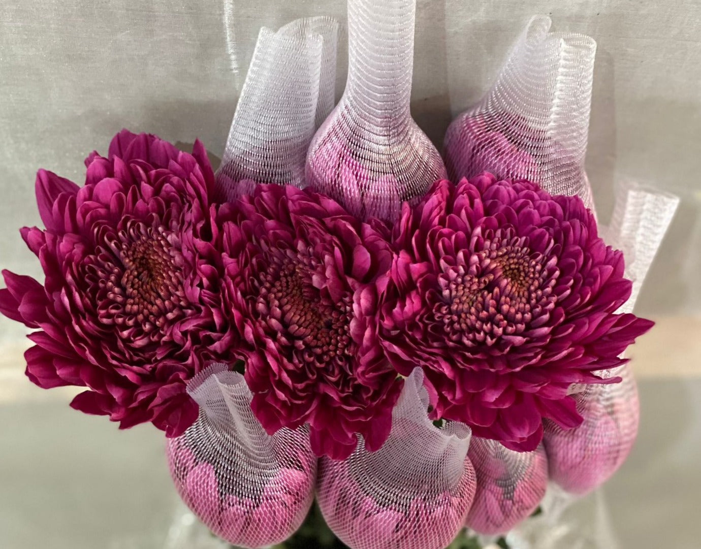 Purple Chrysanthemums $15