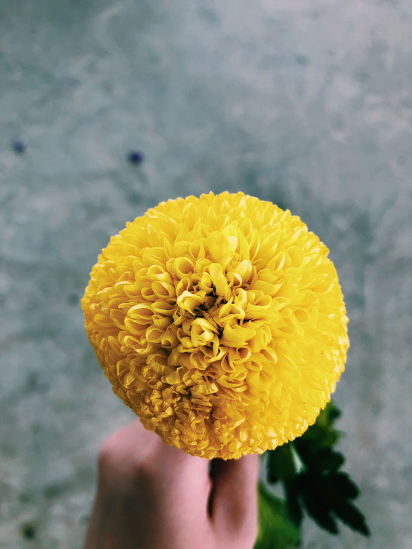 Yellow Chrysanthemum Ball
