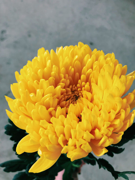 Yellow Spider Mums