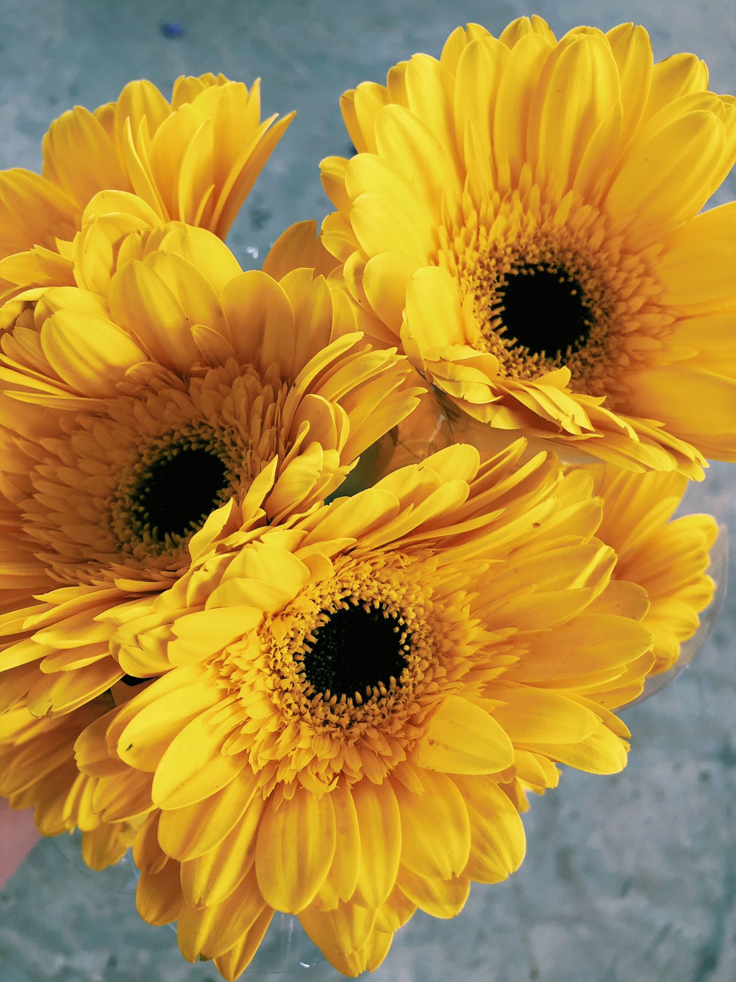 Yellow Gerbera