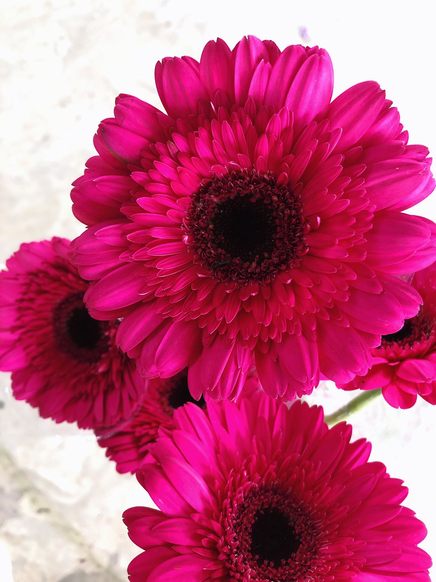 Fuchsia Gerbera