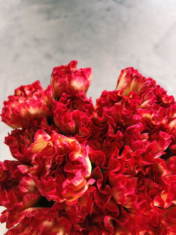 Red-orange Carnations $18