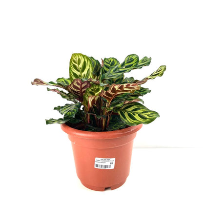 Calathea makoyana $18