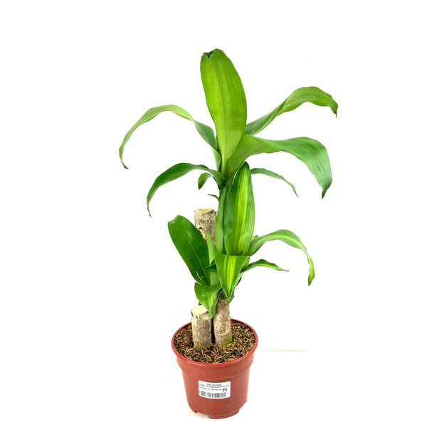 Dracaena fra. (Iron Tree) $15