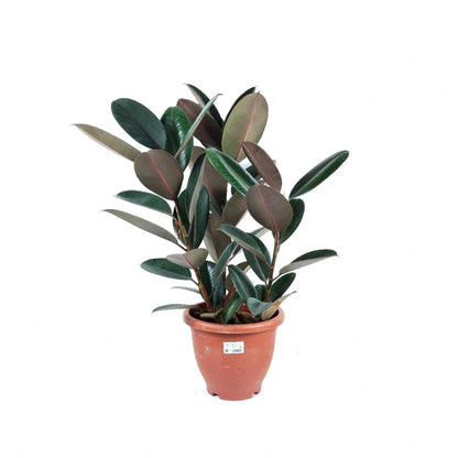 Ficus elastica 'Burgundy' $28