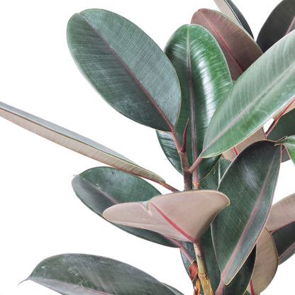 Ficus elastica 'Burgundy' $28