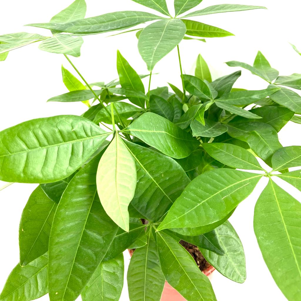 Pachira aquatica (Money Tree) (Single Trunk)