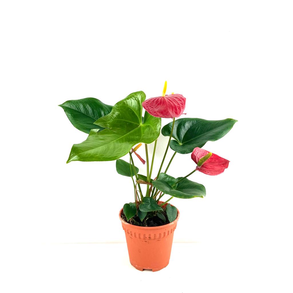 Anthurium andraeanum Red (L) $22