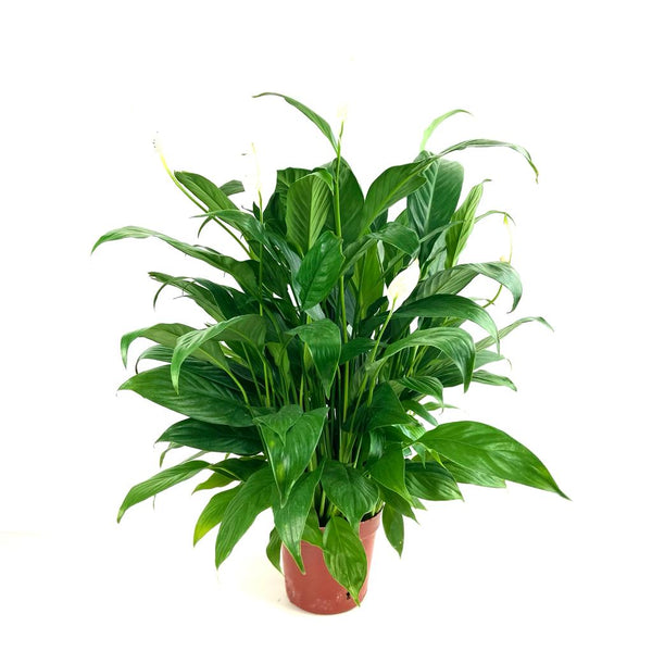 Spathiphyllum (peace lily) CNY $18