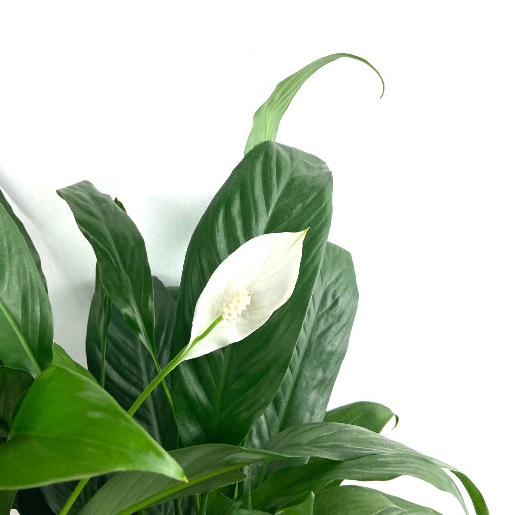 Spathiphyllum (peace lily) CNY $18