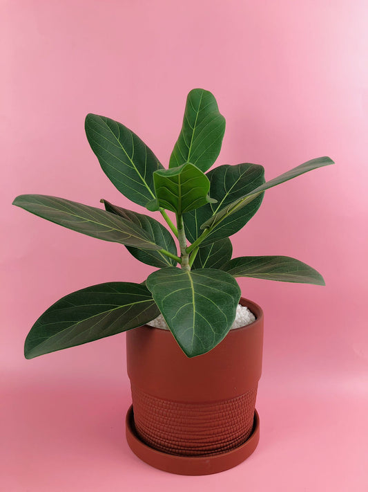 Ficus benghalensis 'Audrey' in Burnt Orange Terracotta Pot $50