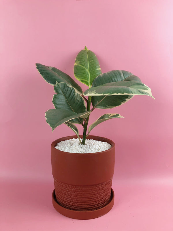 Ficus Elastica 'Tineke' in Burnt Orange Terracotta Pot $45