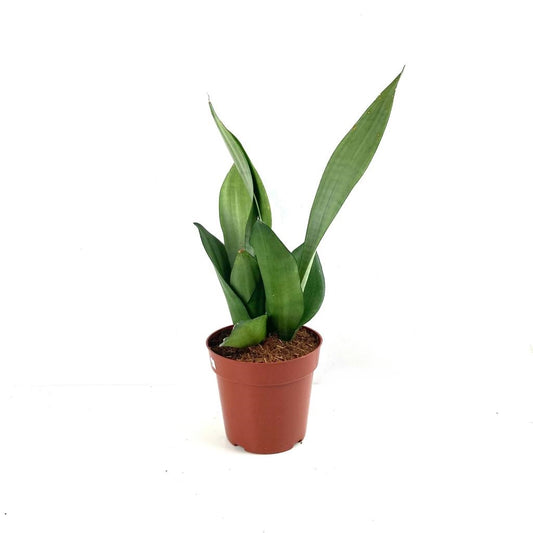 Sansevieria 'Moonshine' $15