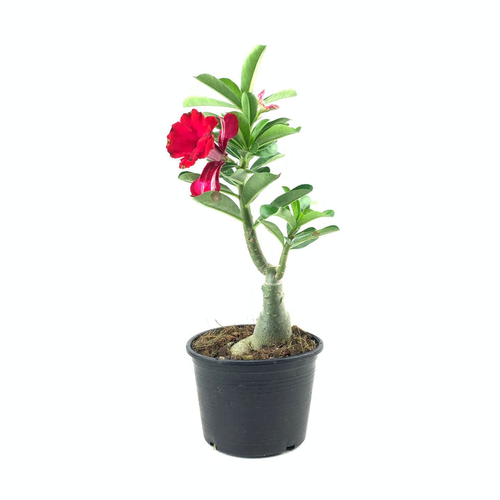 Adenium, Adenium multiflorum, Adenium arabicum, Desert Rose, Impala Lily, 沙漠玫瑰, 富贵花, bonsai, houseplant, indoor plant, outdoor plant