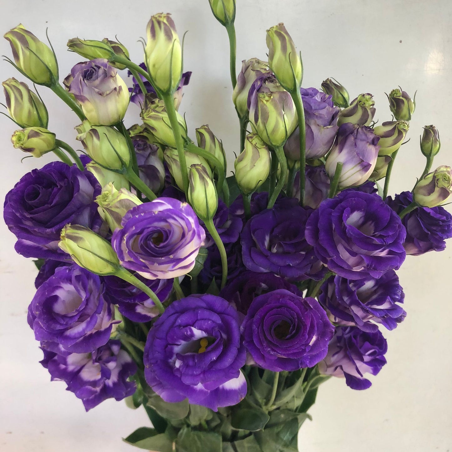 Two-toned Purple & White Eustoma