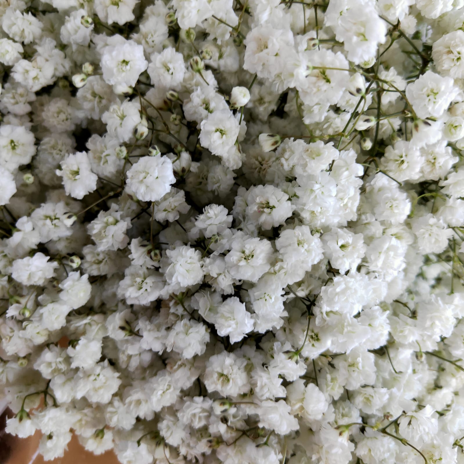 Baby's breath (7Stalks) $35 – Lifestyle@SingSeeSoon