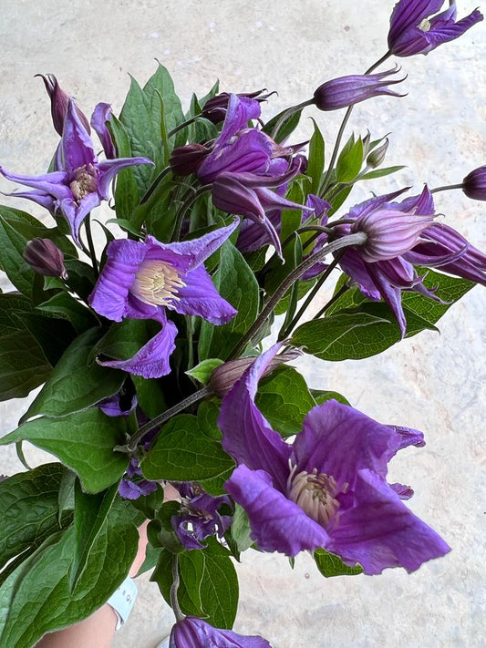 Clematis