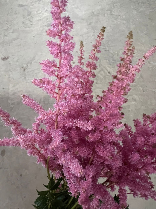 Dark Pink Astilbe $18