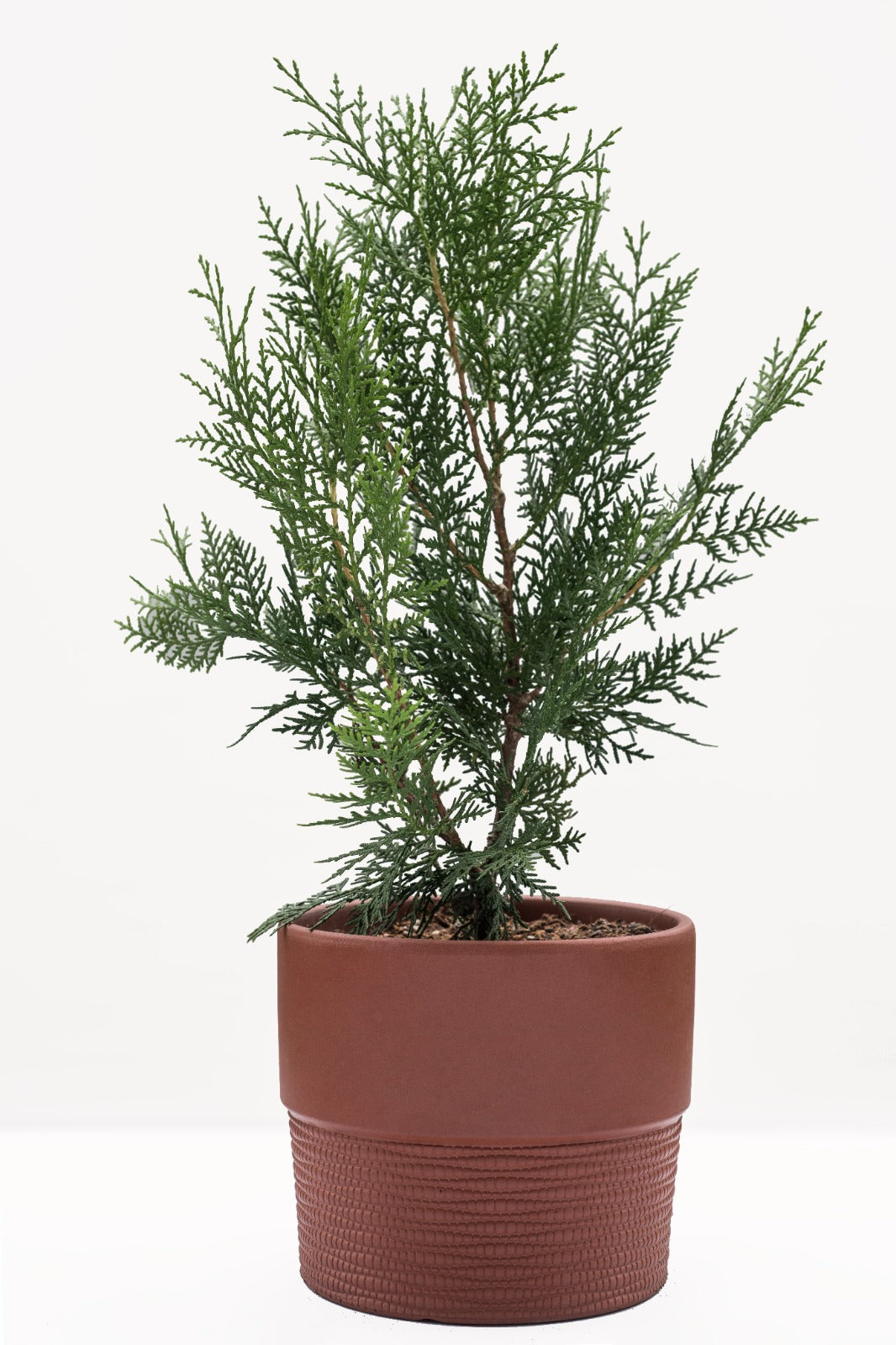 Thuja Orientalis TREE $150