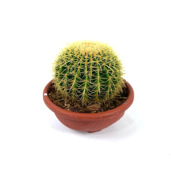 Barrel cactus $88