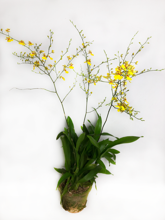 CNY Oncidium (Dancing Lady Orchid)