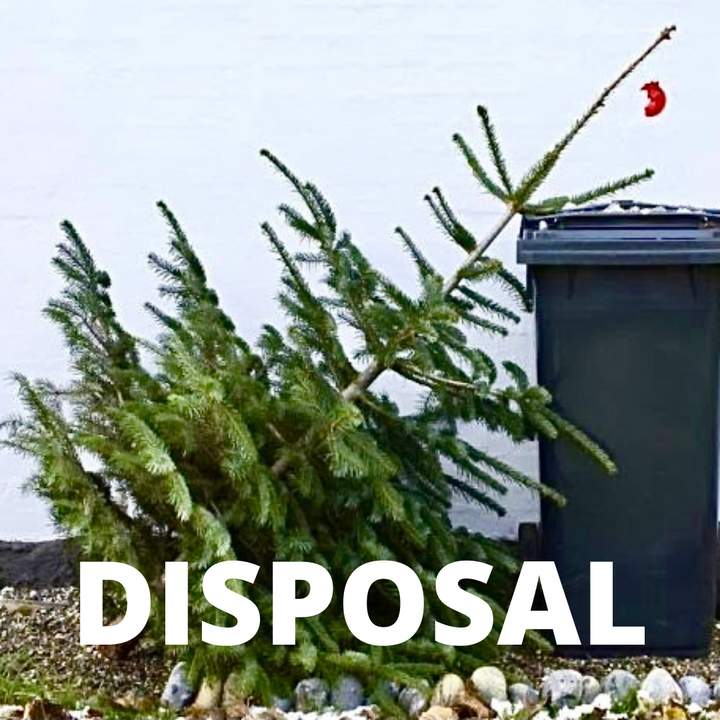basic plant care: pots disposal