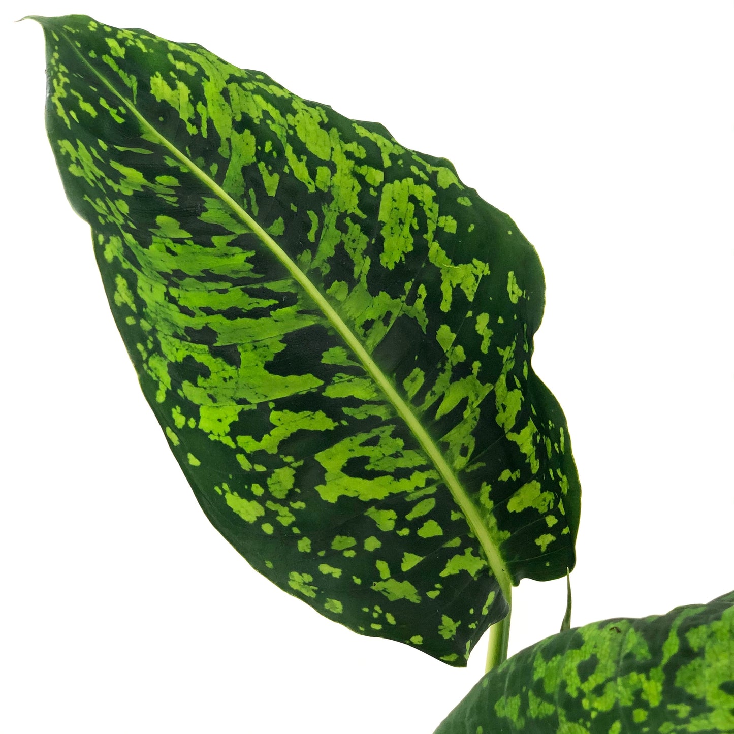 Dieffenbachia ‘reflector’