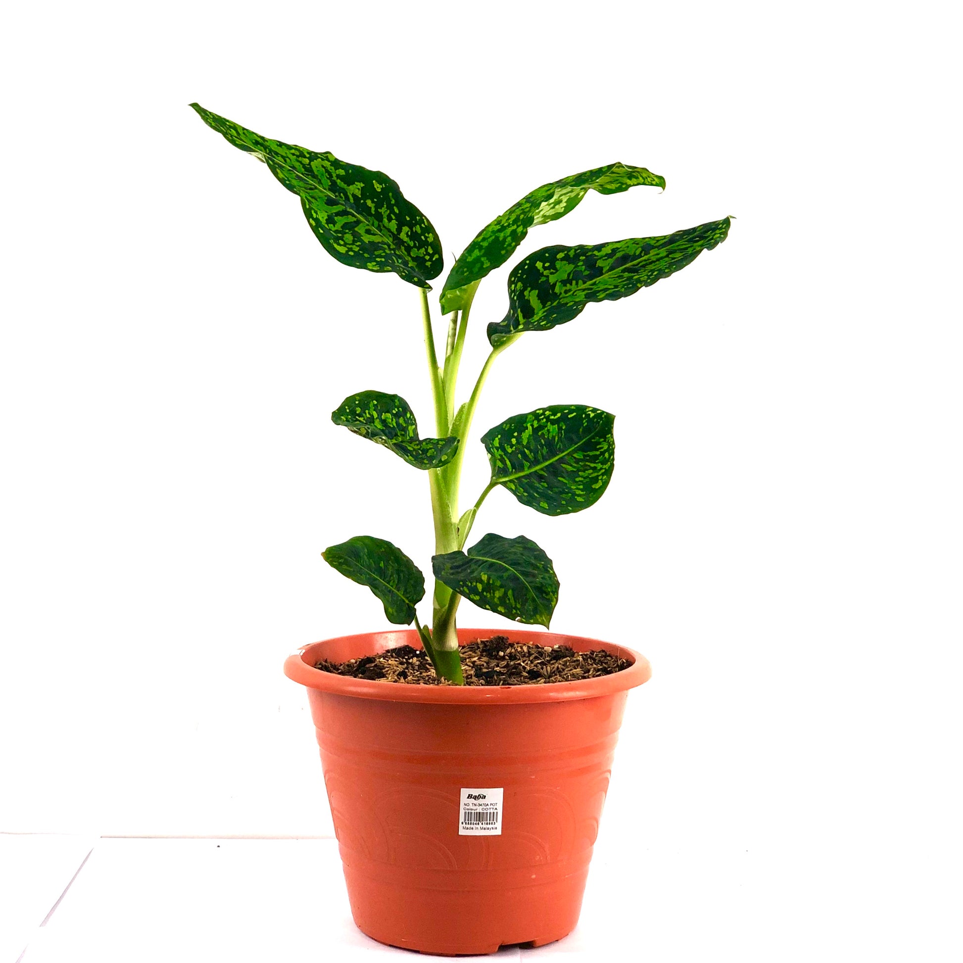 dieffenbachia reflector size Dieffenbachia 'reflector' – Lifestyle@SingSeeSoon By Kava Experiences