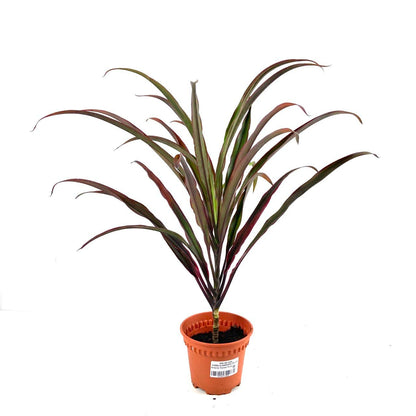 Cordyline 'Fountain Purple' $10