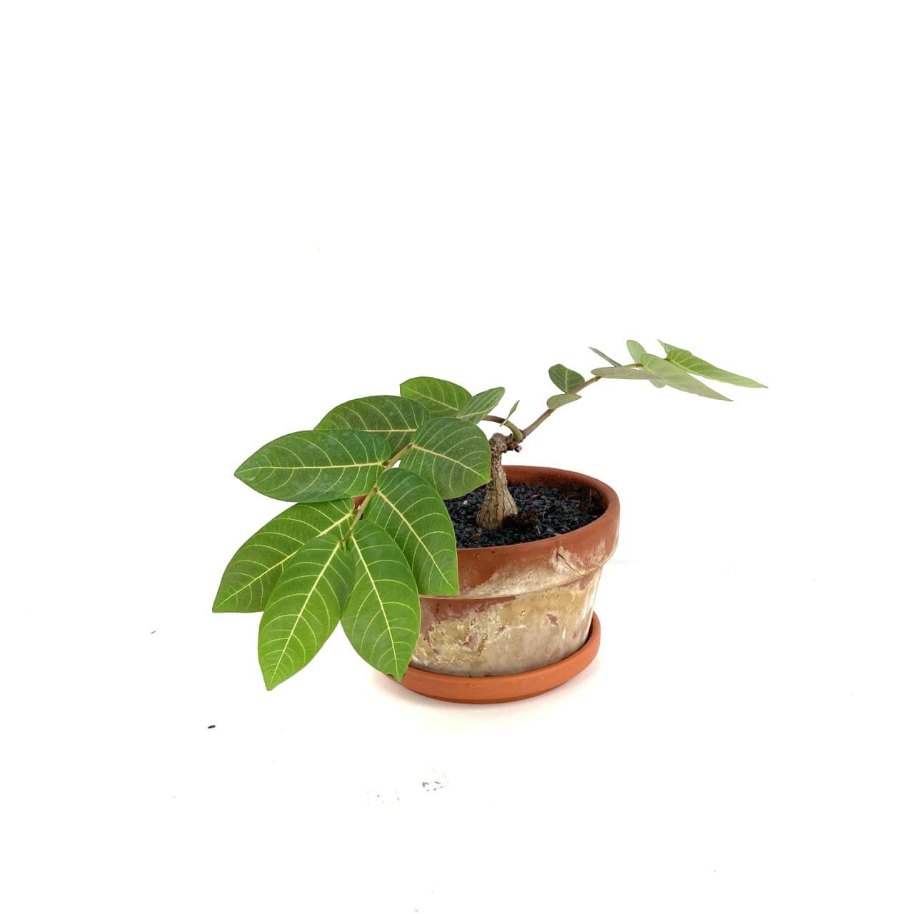 Phyllanthus mirabillis $98